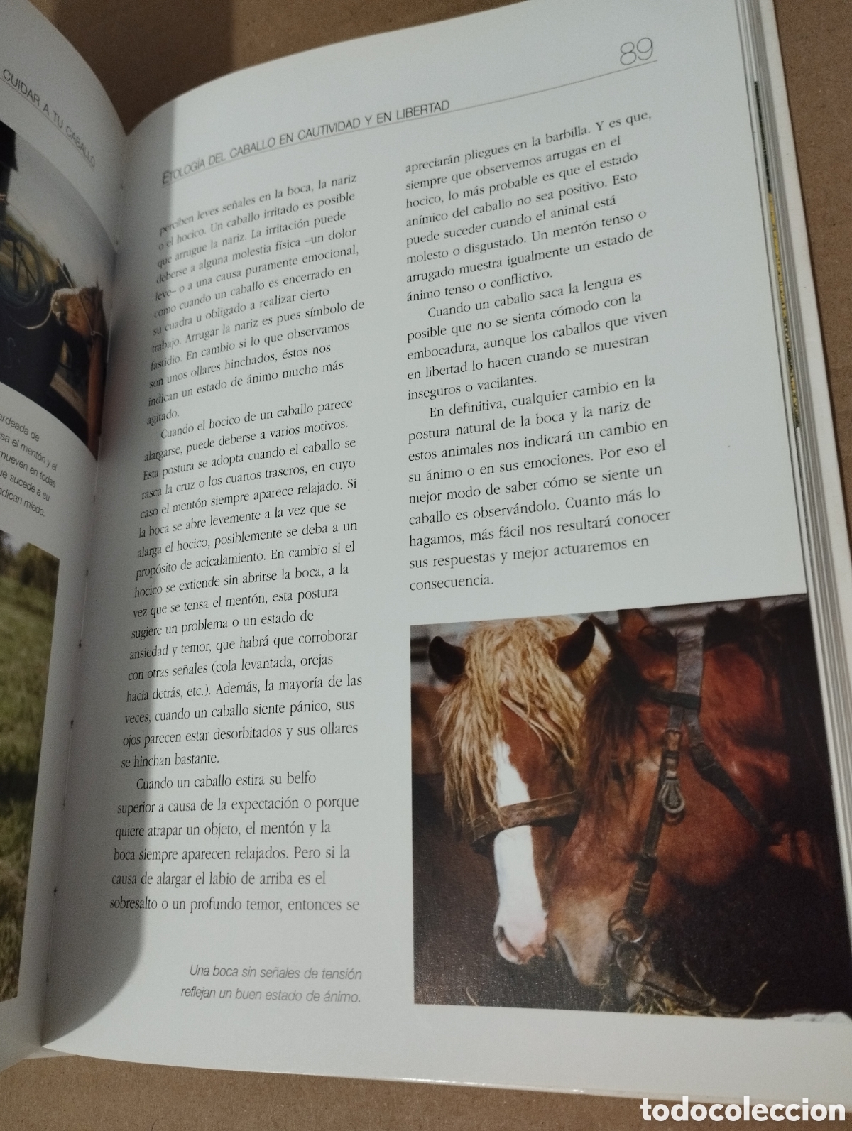 Libros de segunda mano: ENTENDER, EDUCAR Y CUIDAR A TU CABALLO (LUZ AGUILAR ESPINOSA) - Foto 10