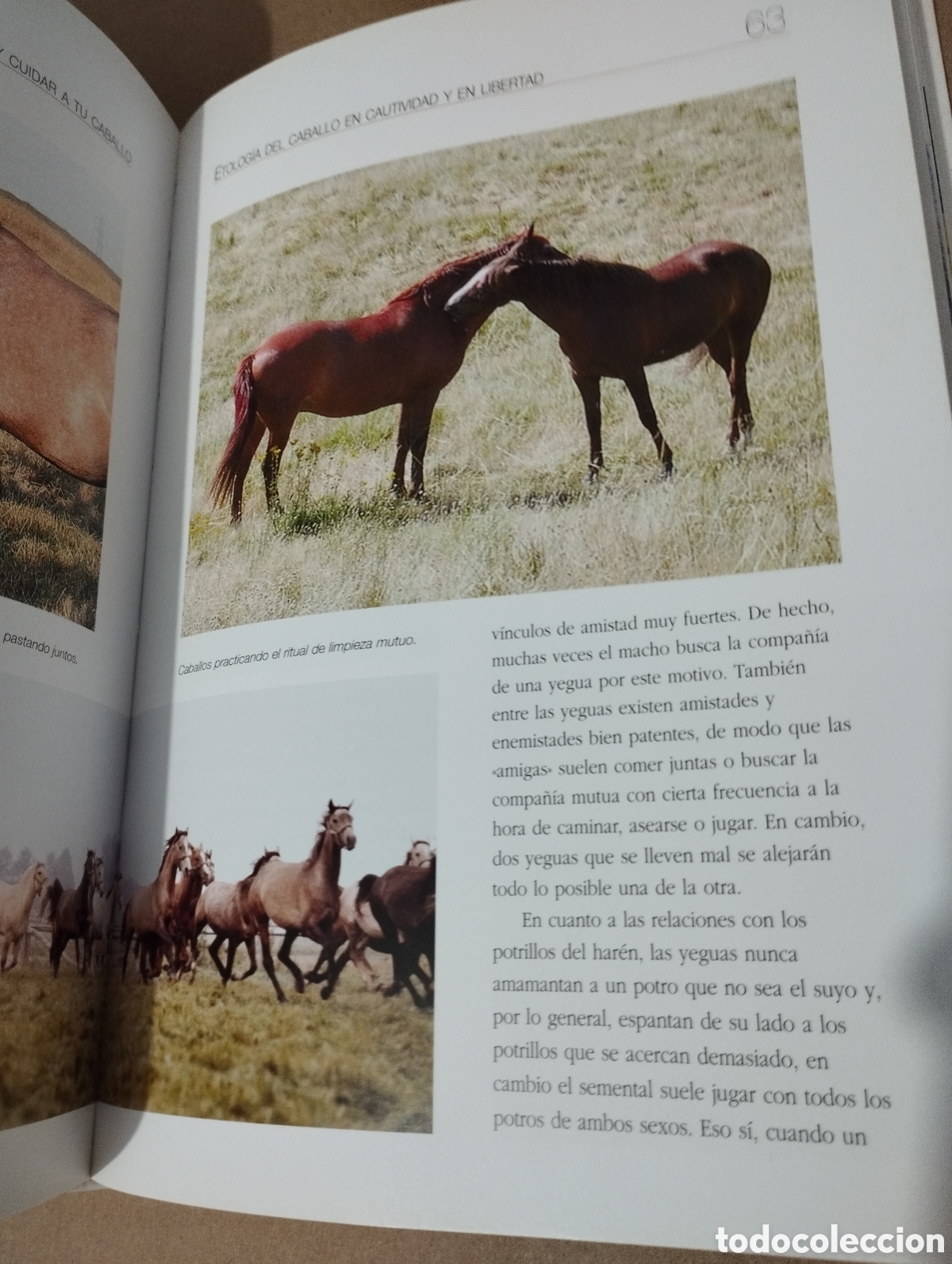 Libros de segunda mano: ENTENDER, EDUCAR Y CUIDAR A TU CABALLO (LUZ AGUILAR ESPINOSA) - Foto 11