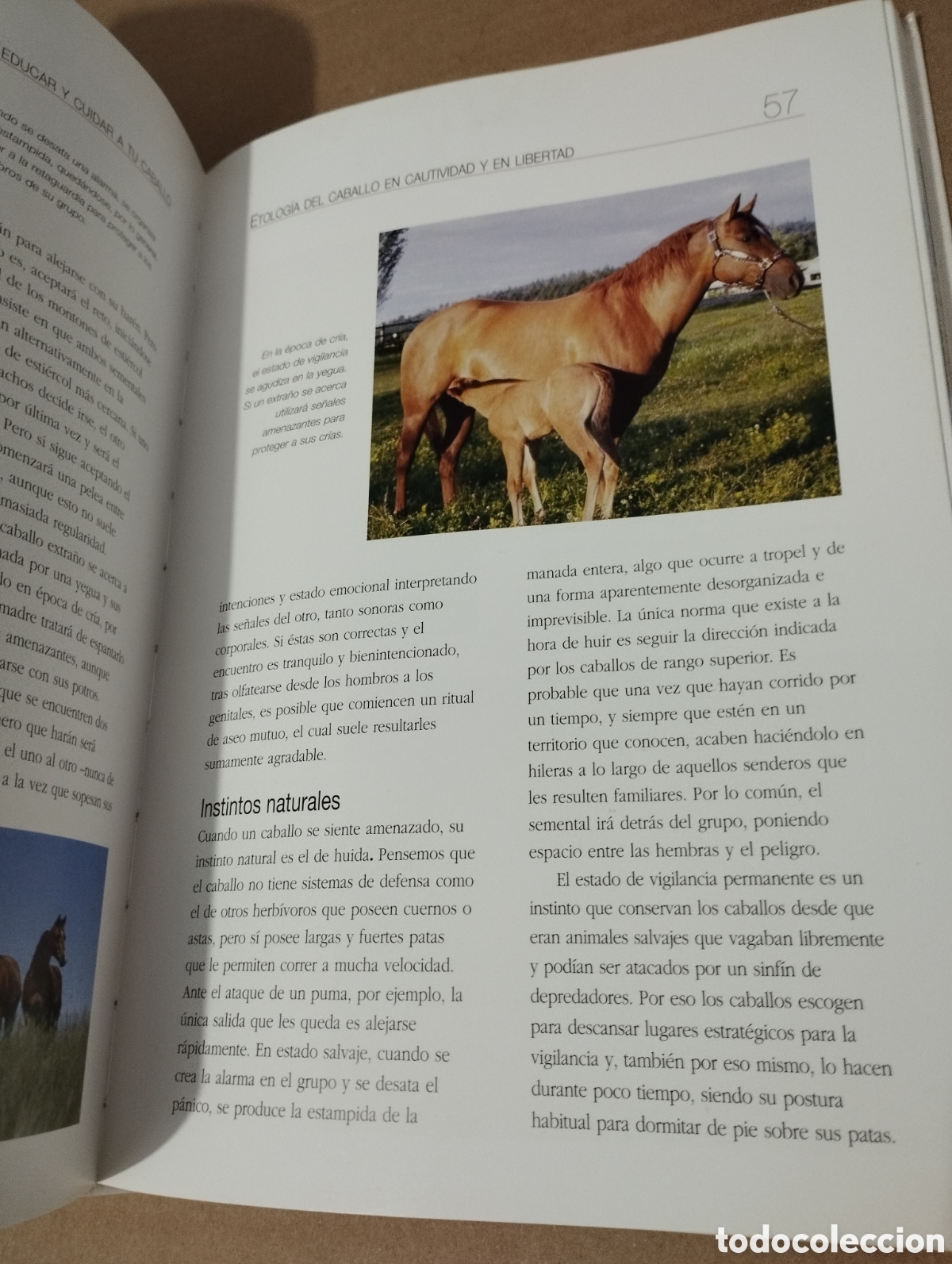 Libros de segunda mano: ENTENDER, EDUCAR Y CUIDAR A TU CABALLO (LUZ AGUILAR ESPINOSA) - Foto 12