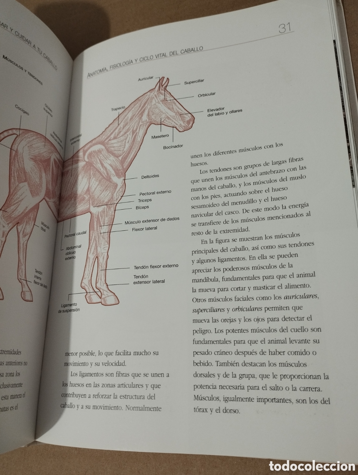 Libros de segunda mano: ENTENDER, EDUCAR Y CUIDAR A TU CABALLO (LUZ AGUILAR ESPINOSA) - Foto 13