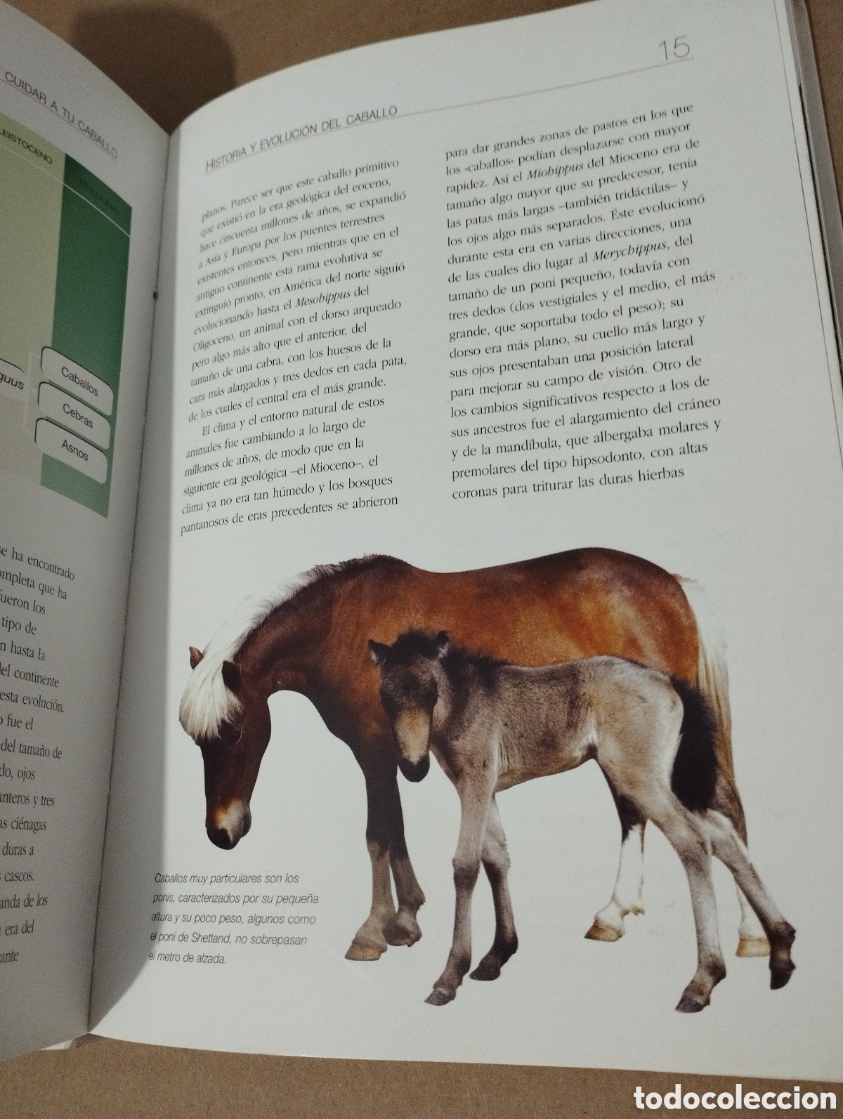 Libros de segunda mano: ENTENDER, EDUCAR Y CUIDAR A TU CABALLO (LUZ AGUILAR ESPINOSA) - Foto 14