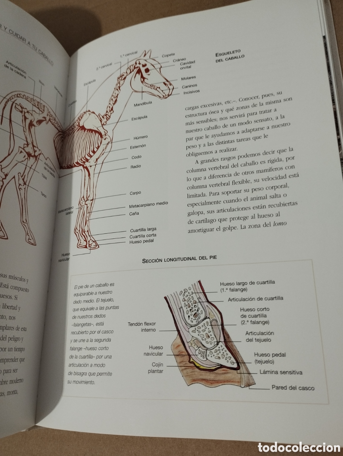 Libros de segunda mano: ENTENDER, EDUCAR Y CUIDAR A TU CABALLO (LUZ AGUILAR ESPINOSA) - Foto 15