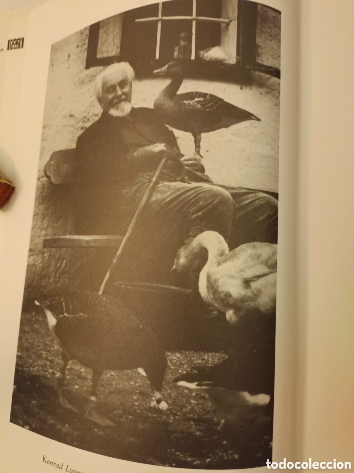 Libros de segunda mano: Les oies cendr&eacute;es Kontrad Lorenz - Foto 5