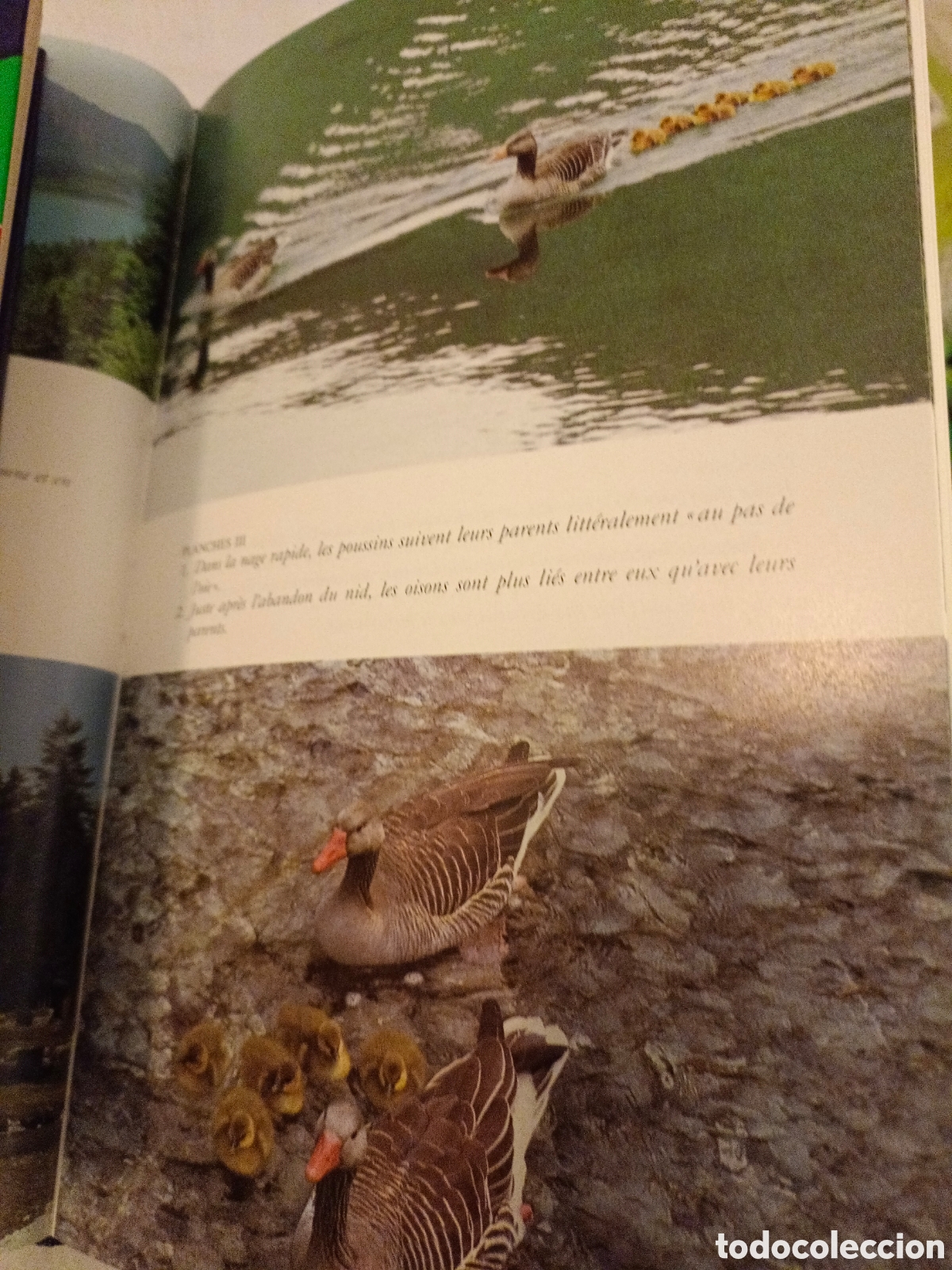 Libros de segunda mano: Les oies cendr&eacute;es Kontrad Lorenz - Foto 7
