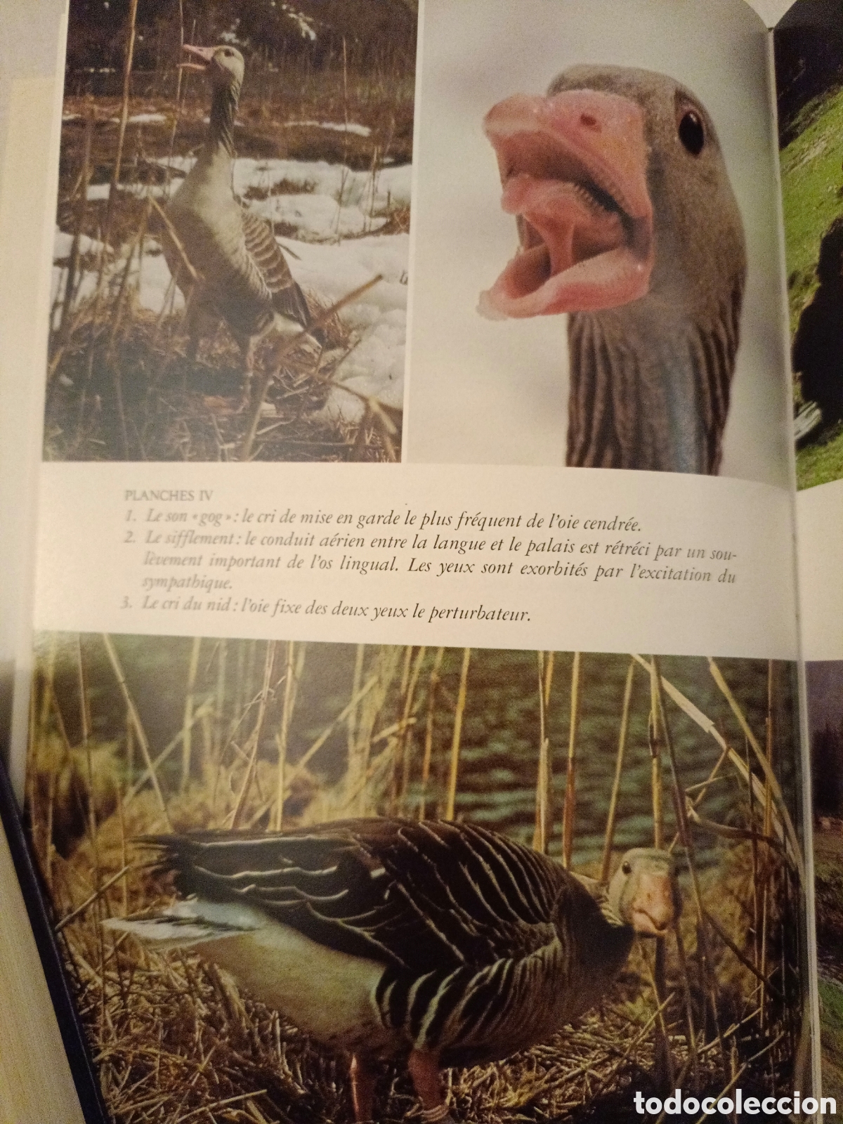 Libros de segunda mano: Les oies cendr&eacute;es Kontrad Lorenz - Foto 8