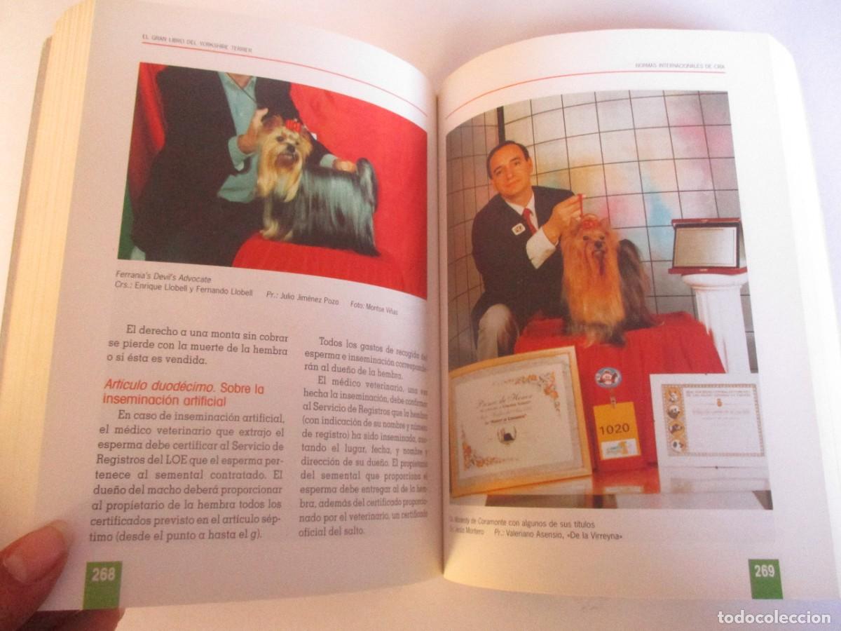 Libros de segunda mano: ANNA VILA COMA Yorkshire terrier W20008 - Foto 2