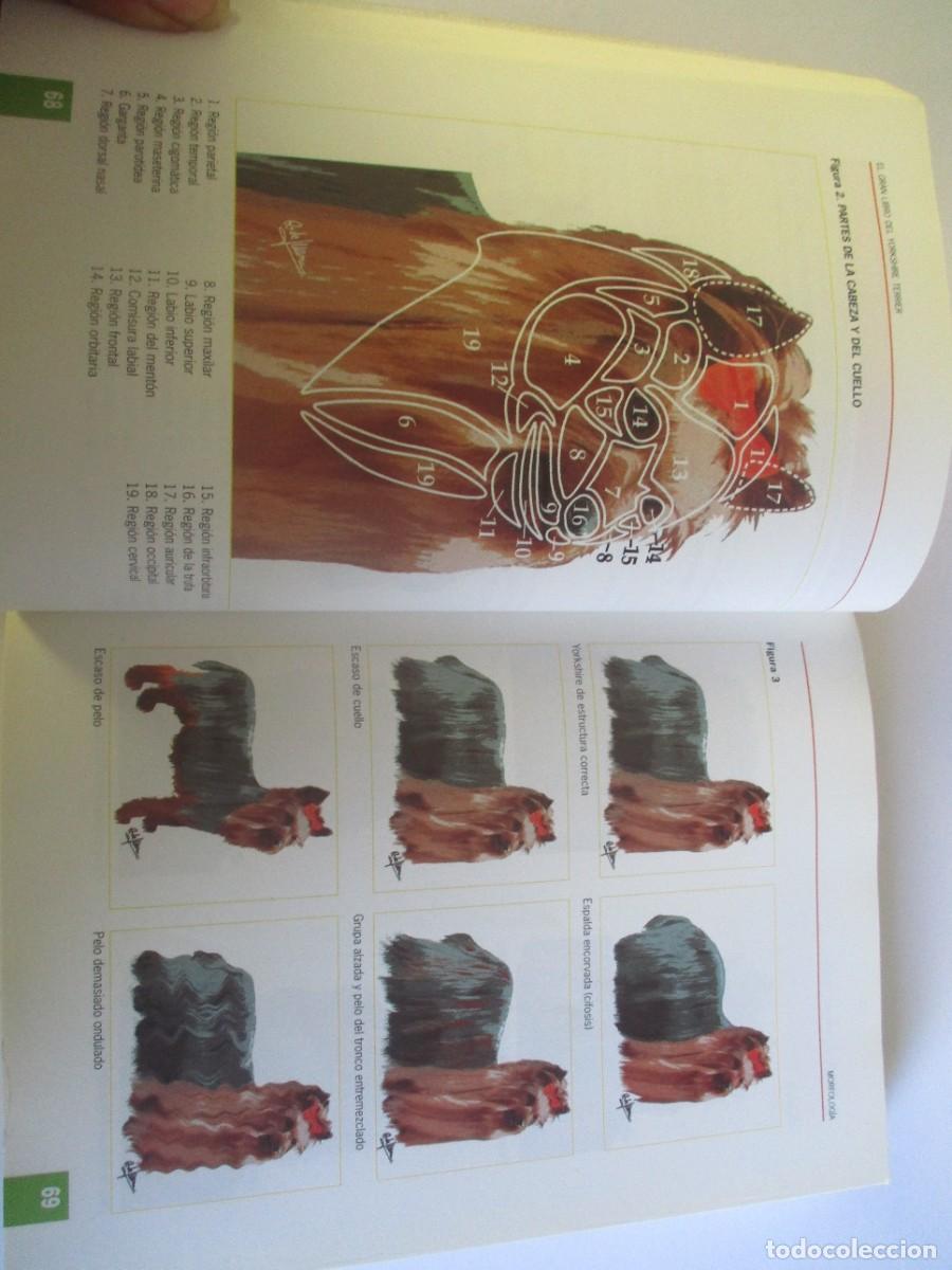 Libros de segunda mano: ANNA VILA COMA Yorkshire terrier W20008 - Foto 4