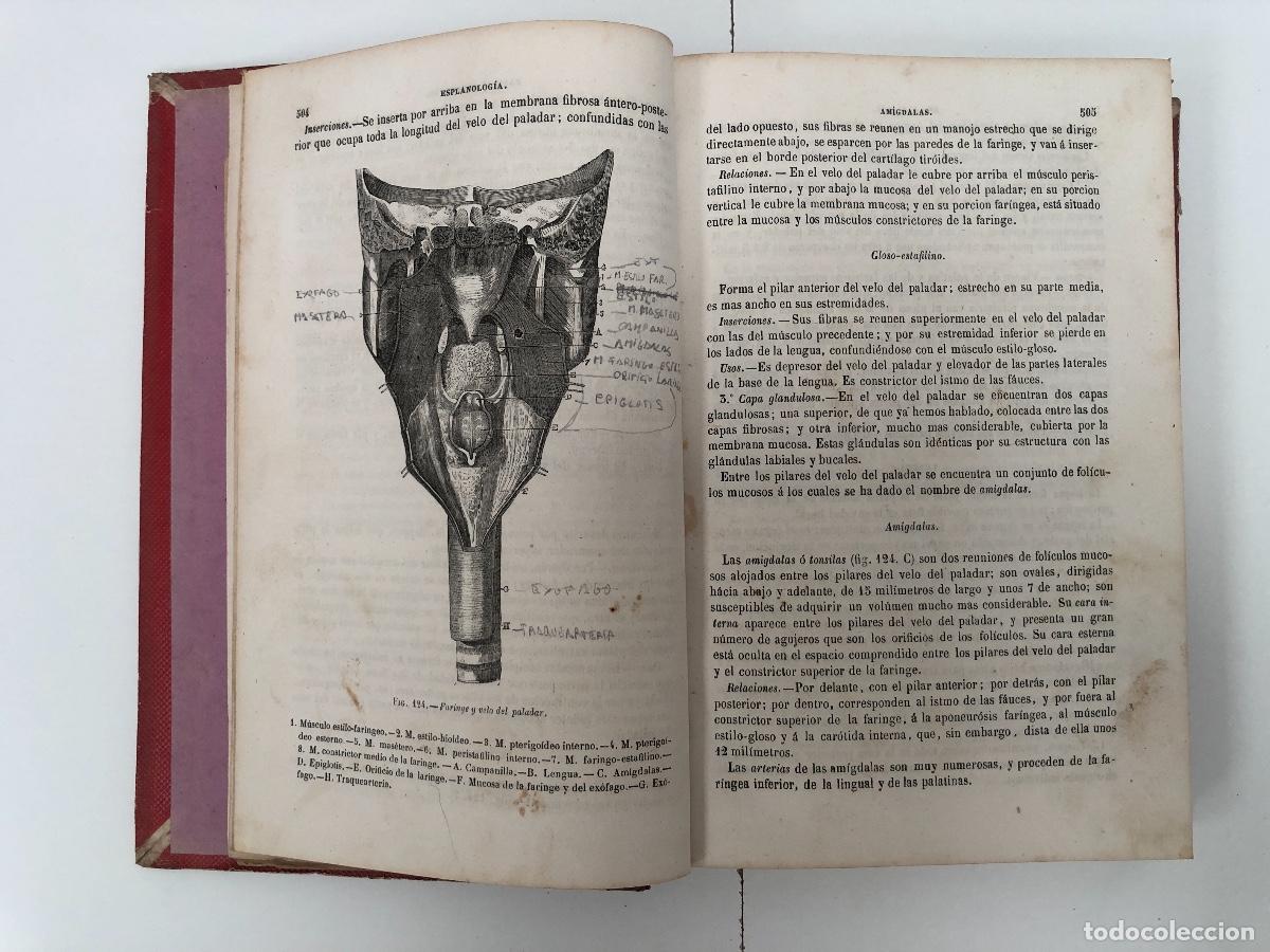 Libros de segunda mano: LIBRO: TRATADO DE ANATOM&Iacute;A DESCRIPTIVA - Foto 5