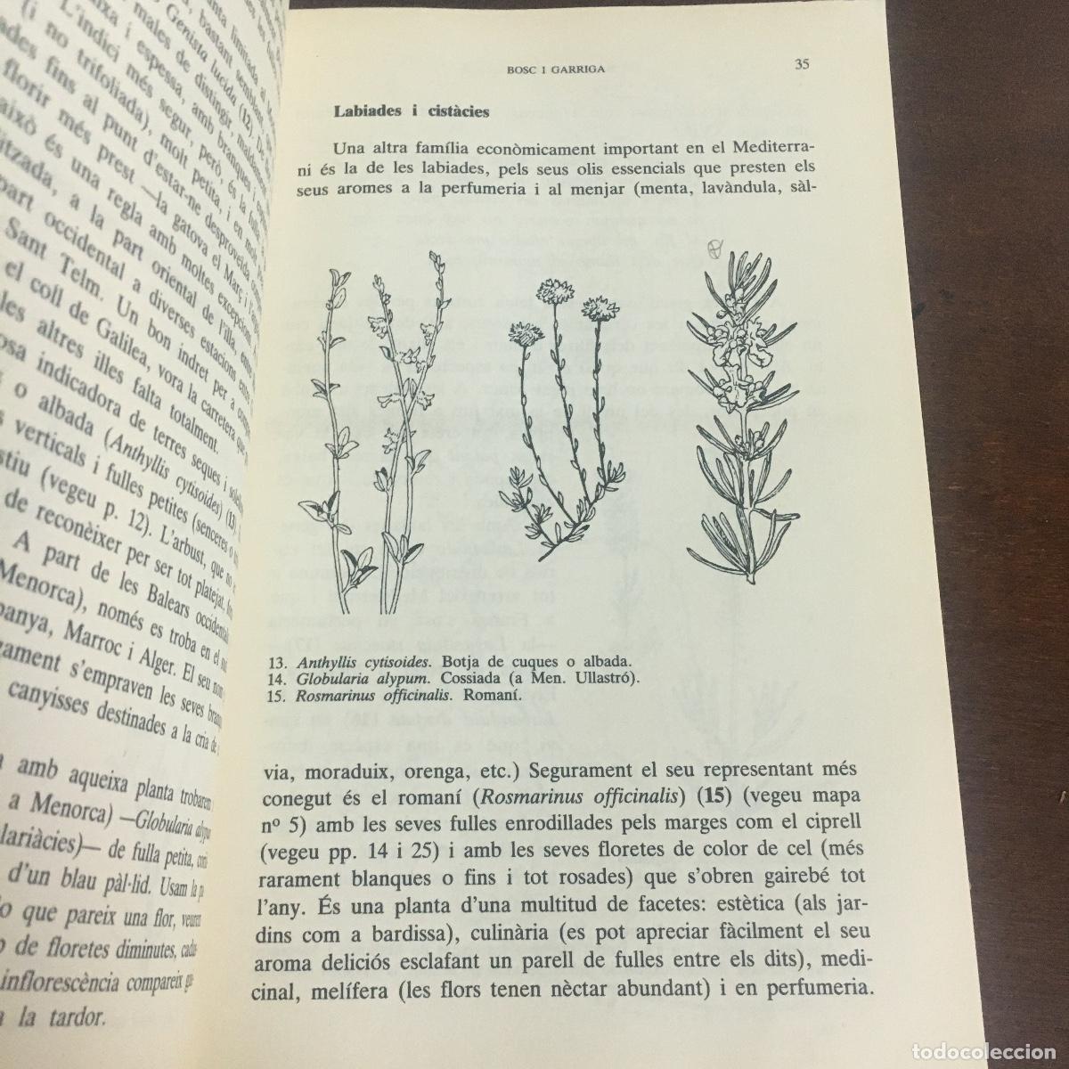 Libros de segunda mano: PLANTES DE LES BALEARS - ANTONI BONNER REF: 968 - Foto 2