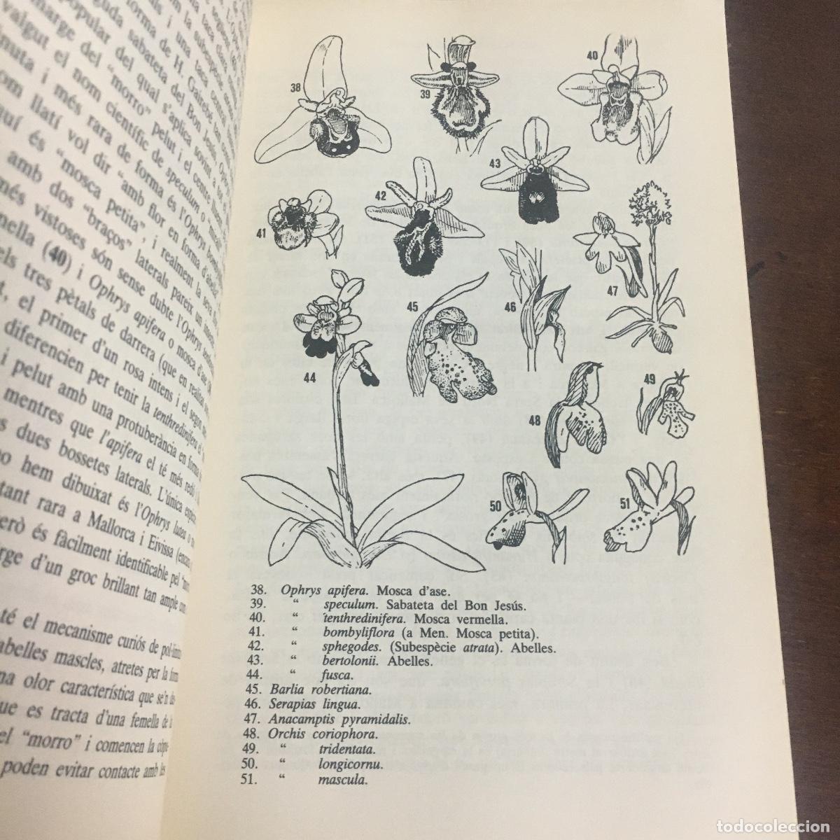 Libros de segunda mano: PLANTES DE LES BALEARS - ANTONI BONNER REF: 968 - Foto 3