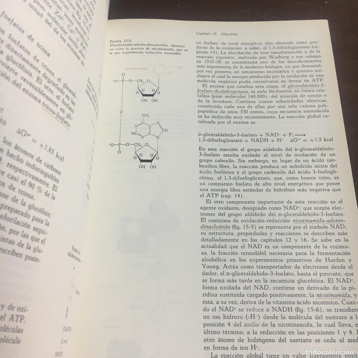 Libros de segunda mano: BIOQU&Iacute;MICA -ALBERT L. LEHNINGER REF: 1054 - Foto 3