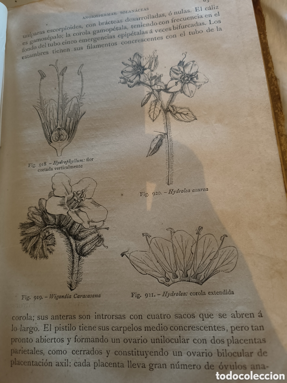Libros de segunda mano: Historia Natural.Botanica. 1894 - Foto 9