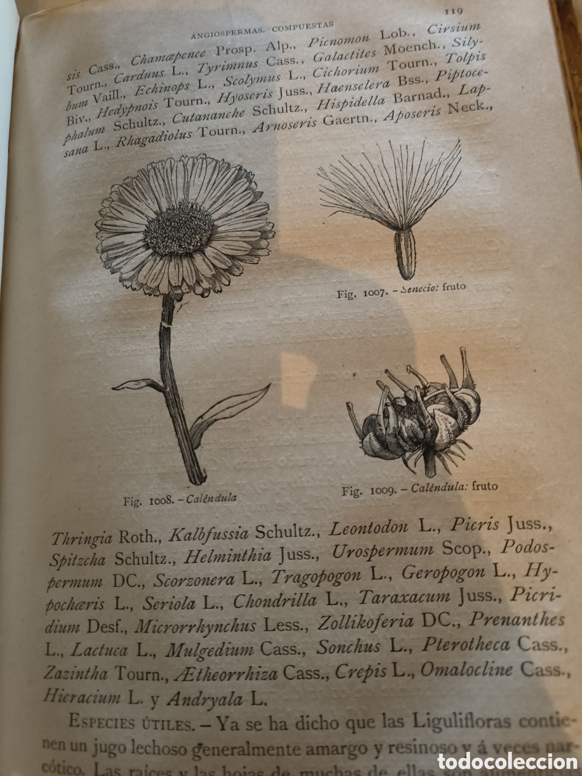 Libros de segunda mano: Historia Natural.Botanica. 1894 - Foto 10
