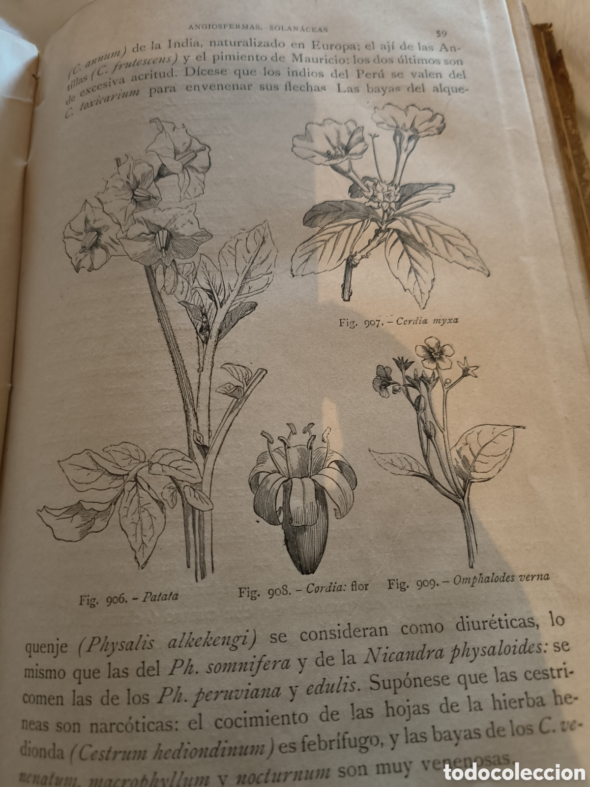Libros de segunda mano: Historia Natural.Botanica. 1894 - Foto 12