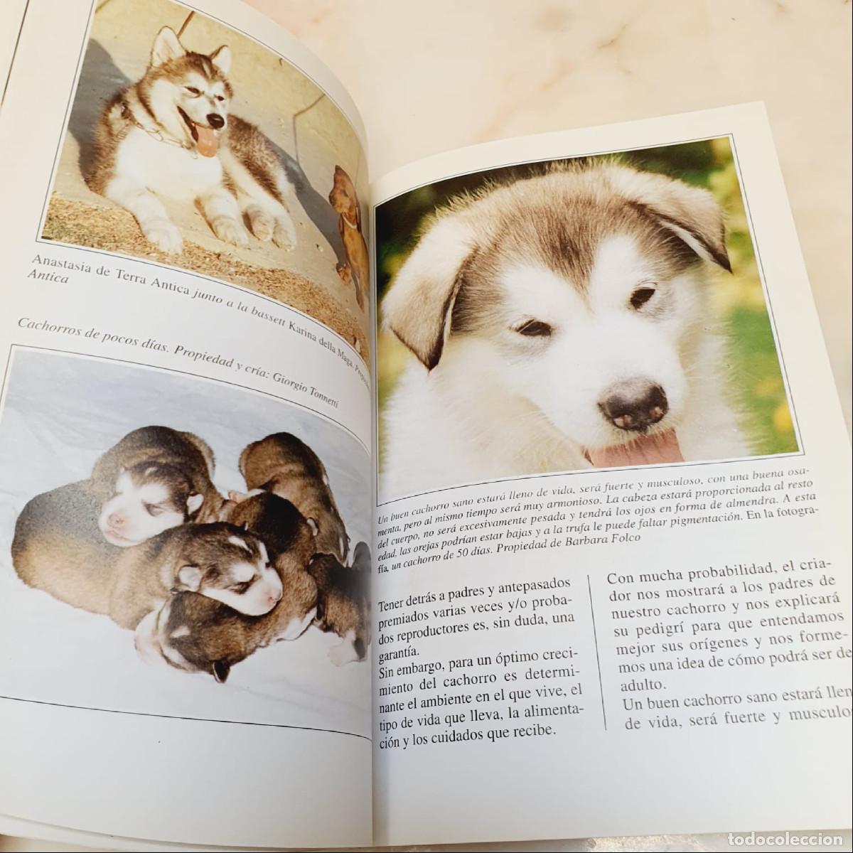 Libros de segunda mano: LIBRO-EL ALASKAN MALAMUTE-PERROS DE CAZA-DEVECCHI - Foto 3