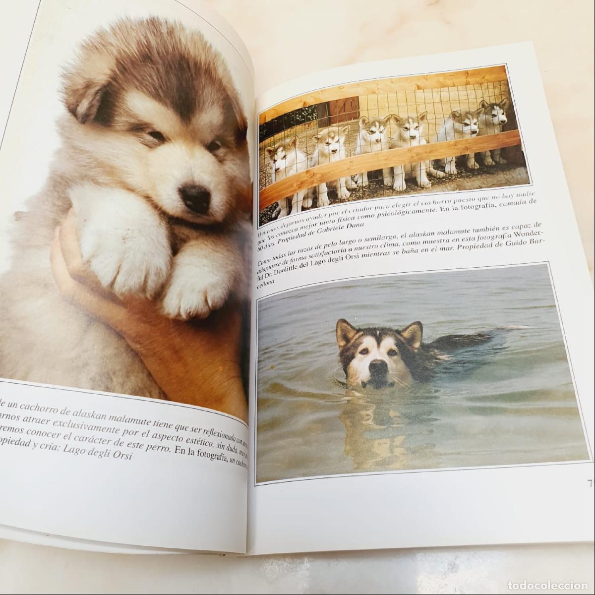Libros de segunda mano: LIBRO-EL ALASKAN MALAMUTE-PERROS DE CAZA-DEVECCHI - Foto 9