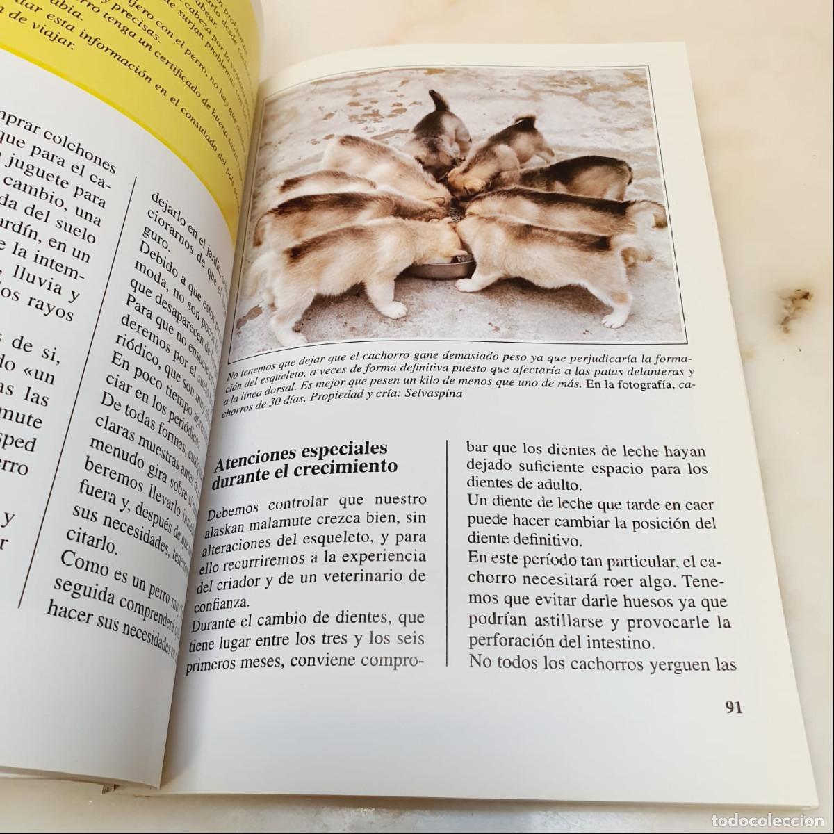 Libros de segunda mano: LIBRO-EL ALASKAN MALAMUTE-PERROS DE CAZA-DEVECCHI - Foto 14