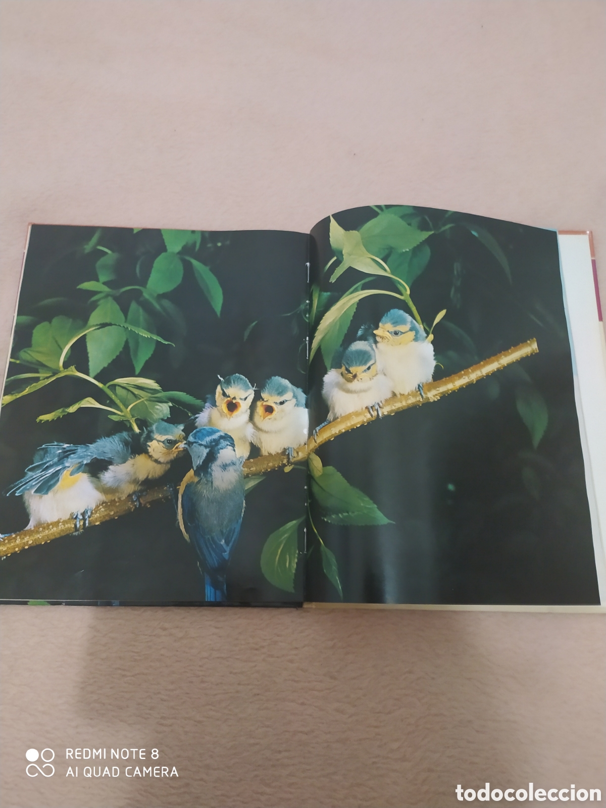 Libros de segunda mano: El mundo de los Animales. Los cantores del bosque - Foto 3