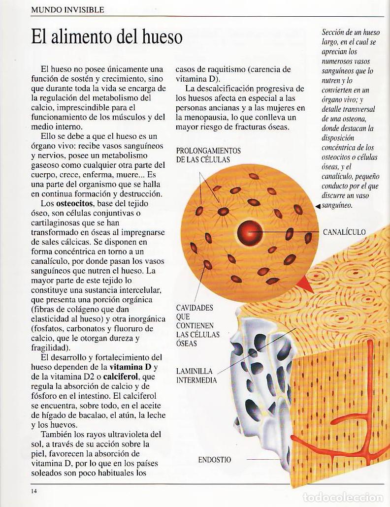 Libros de segunda mano: Nuestra arquitectura osea - Arnau, Eduard - Foto 3