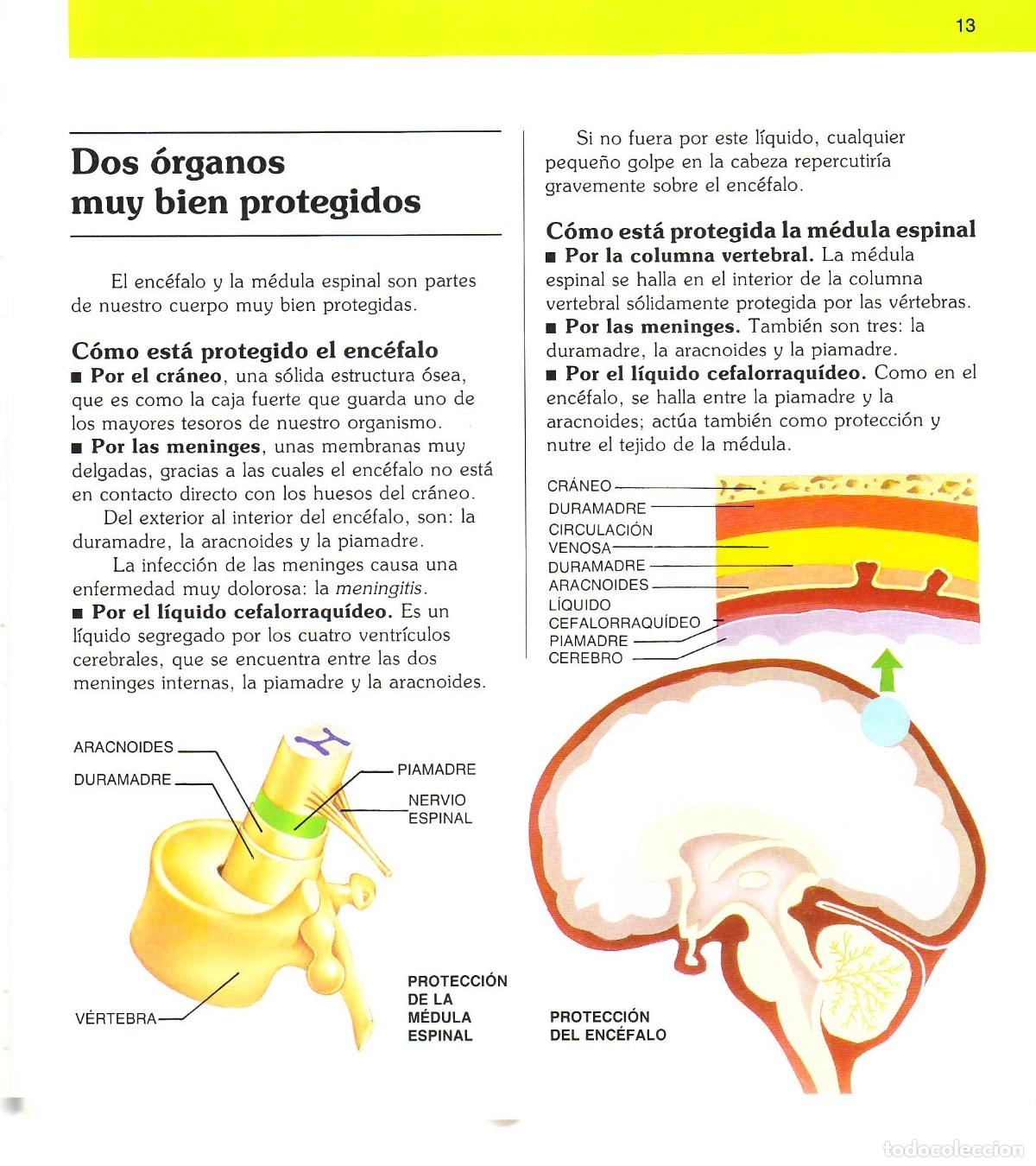 Libros de segunda mano: El cerebro (11) - Varios autores - Foto 2