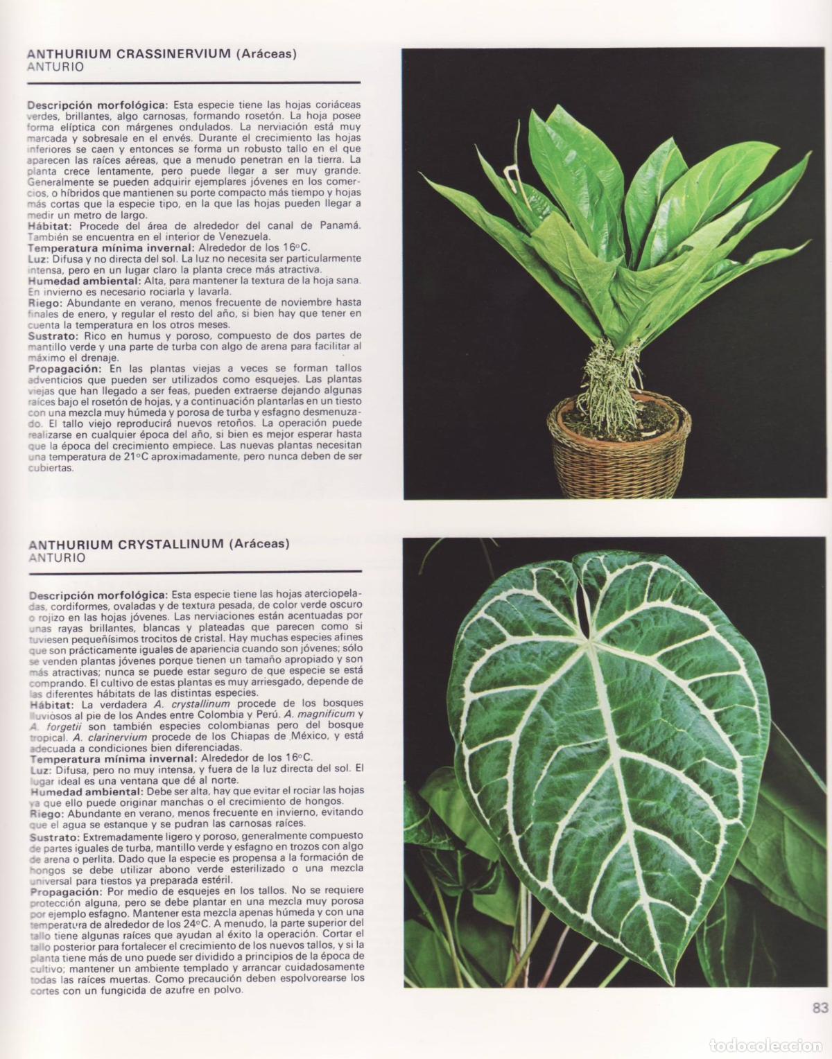 Libros de segunda mano: Plantas de interior - Vallespinos, Fernando tr. - Foto 2