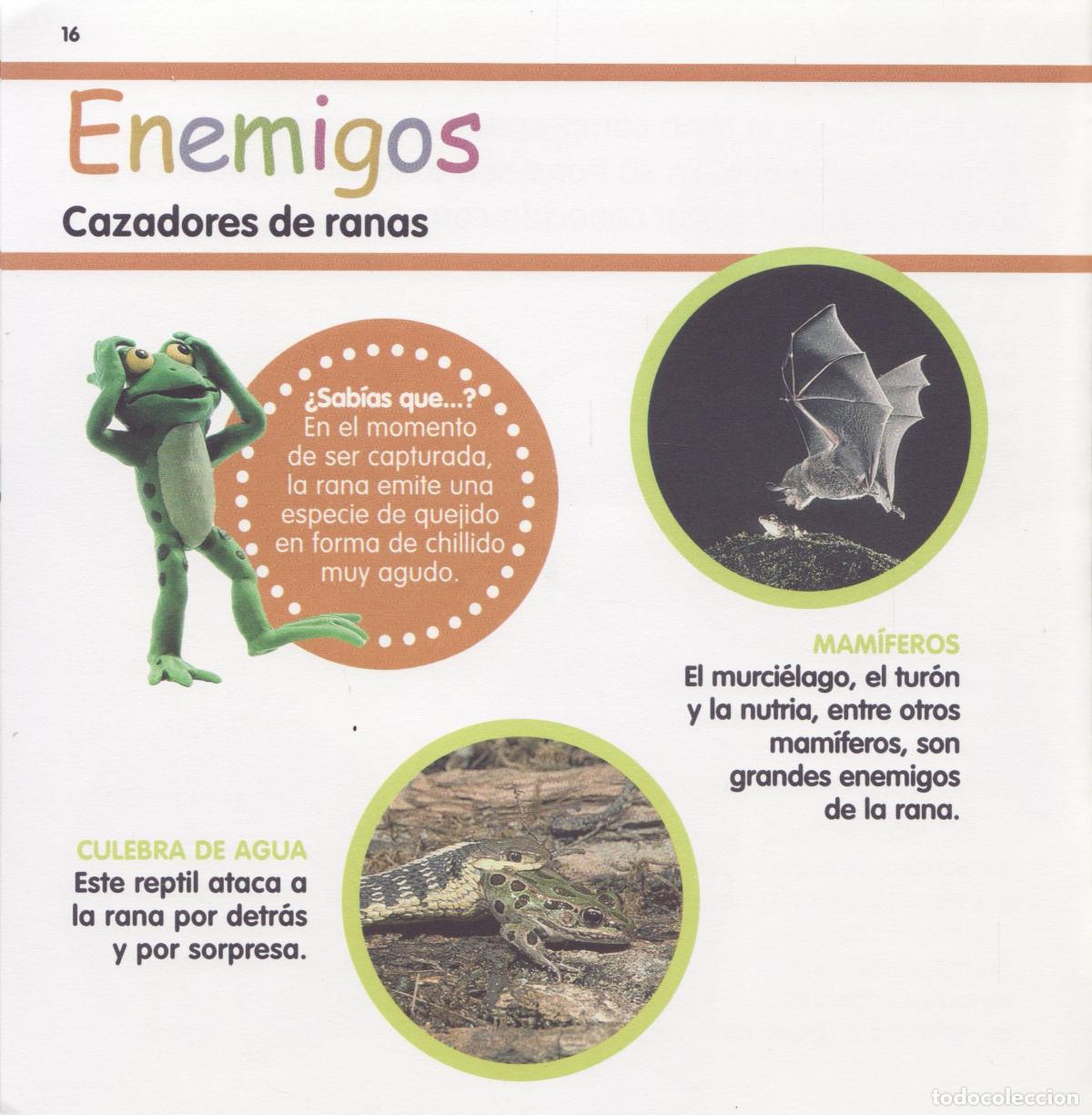 Libros de segunda mano: La rana - Foto 2