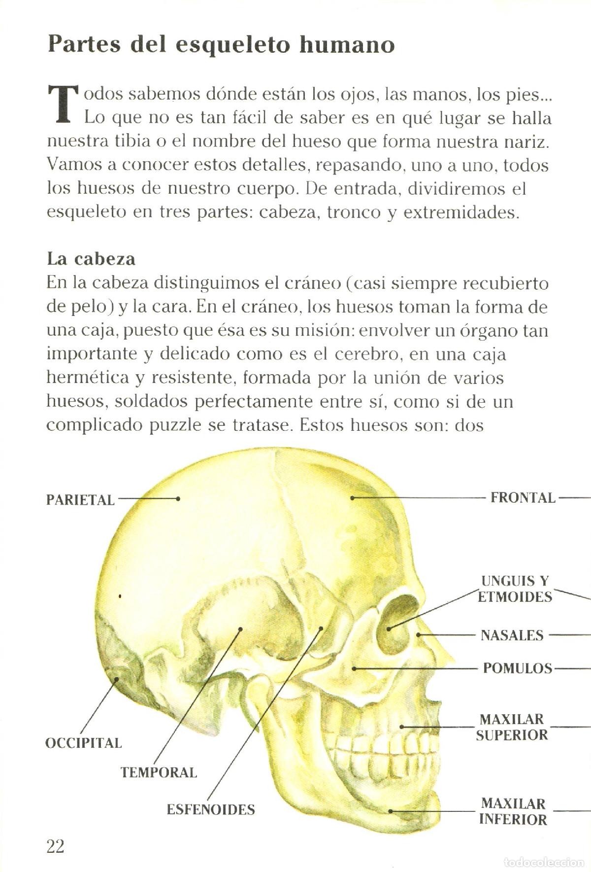 Libros de segunda mano: Nuestro cuerpo (I) - Llobet Colome, Ramon - Foto 2