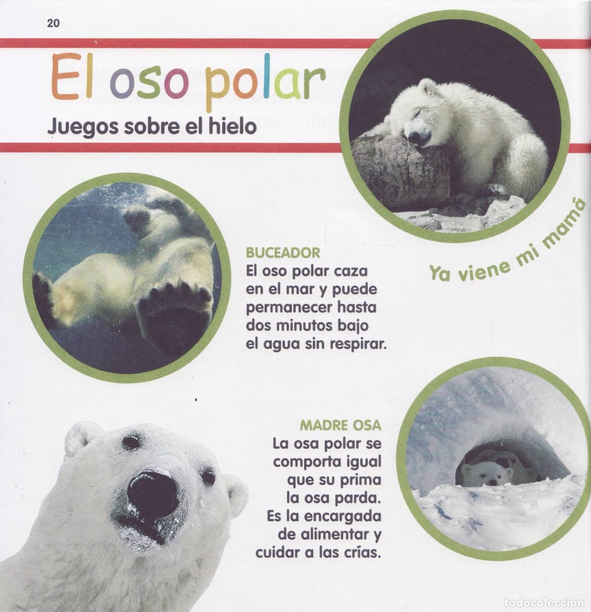 Libros de segunda mano: El oso - Foto 2