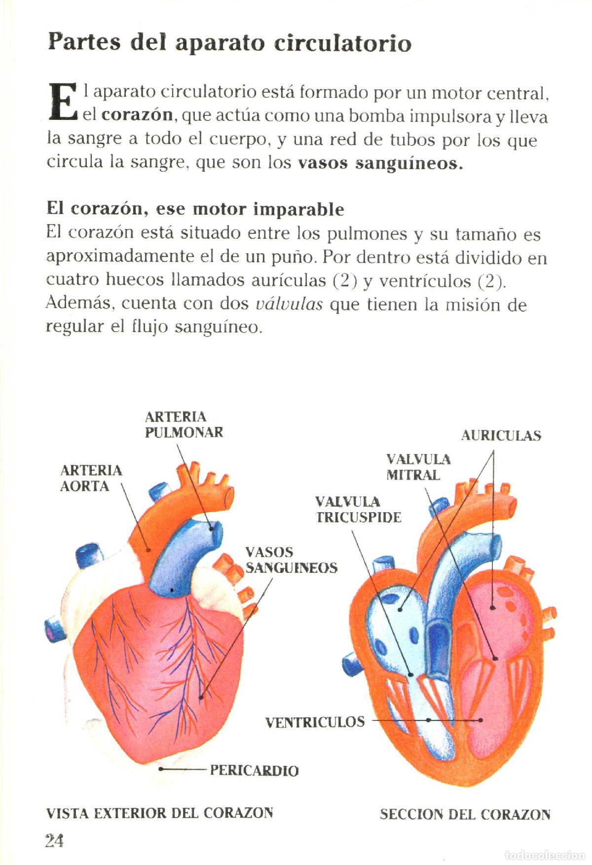 Libros de segunda mano: Nuestro cuerpo (II) - Llobet Colome, Ramon - Foto 3