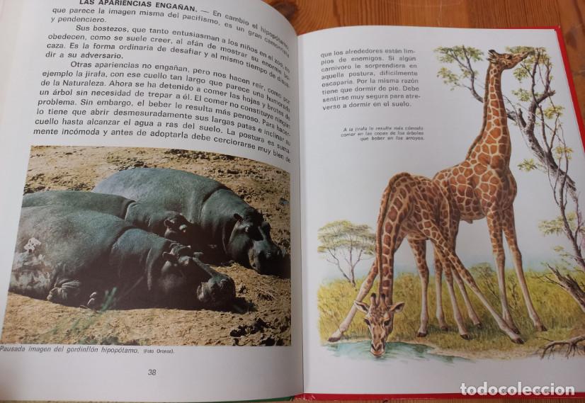 Libros de segunda mano: NUESTROS AMIGOS LOS ANIMALES, FHER 1974 - Foto 5