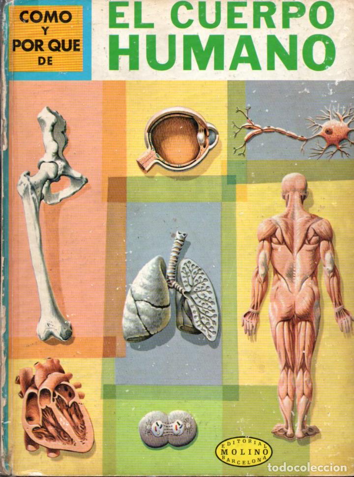Libros de segunda mano: MOLINO : C&Oacute;MO Y POR QU&Eacute; DEL CUERPO HUMANO (1968) - Foto 1