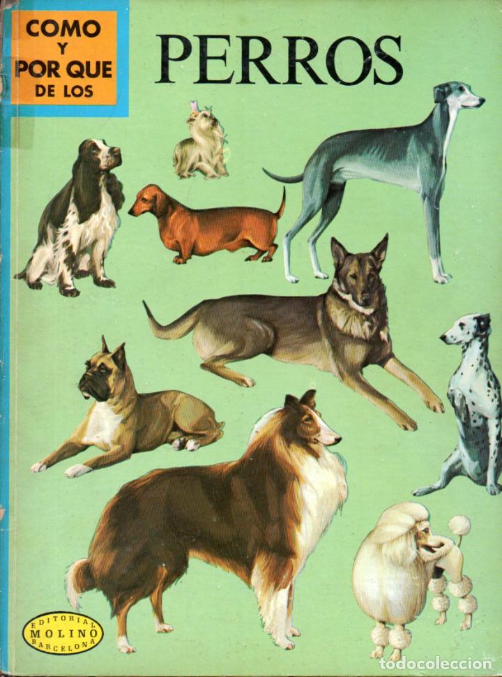Libros de segunda mano: MOLINO : C&Oacute;MO Y POR QU&Eacute; DE LOS PERROS (1971) - Foto 1