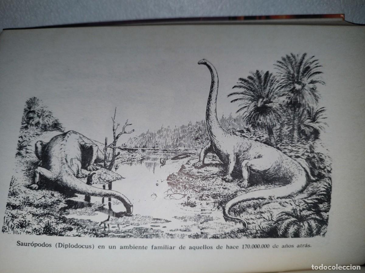 Libros de segunda mano: 79- EL OCASO DE LOS DINOSAURIOS - ALEJANDRO VIGNATI - PRIMERA EDICI&Oacute;N 1977 - Foto 10