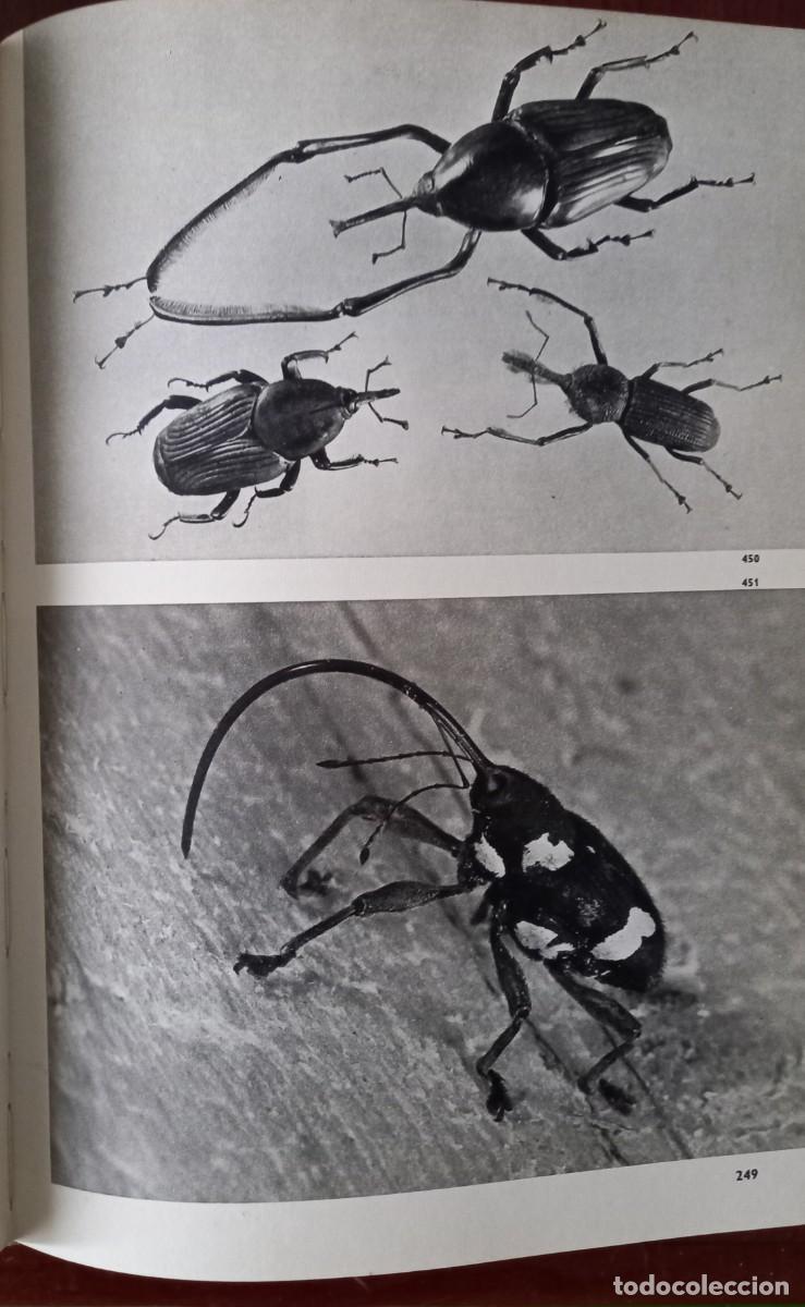 Libros de segunda mano: Gran enciclopedia ilustrada de los insectos - Foto 3