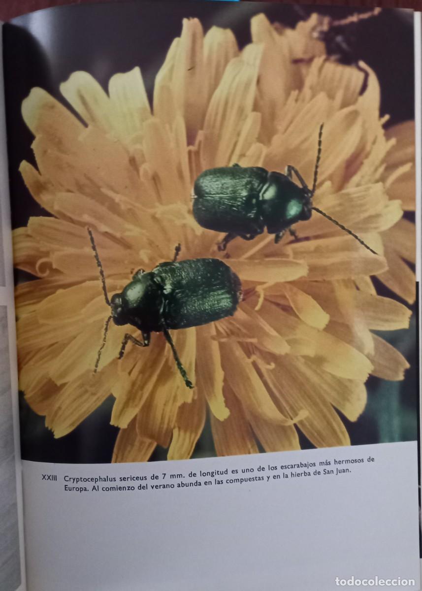 Libros de segunda mano: Gran enciclopedia ilustrada de los insectos - Foto 4