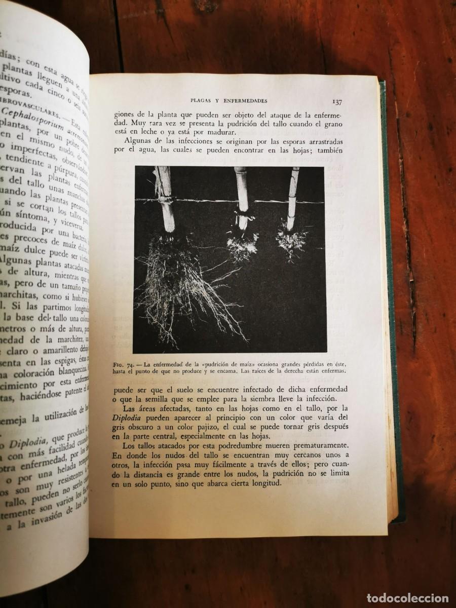 Libros de segunda mano: D&Iacute;AZ DEL PINO, Alfonso. Cereales de primavera - Foto 3