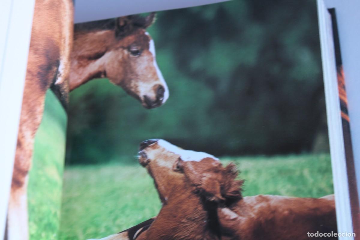 Libros de segunda mano: CABALLOS / CUBE BOOK - Foto 3