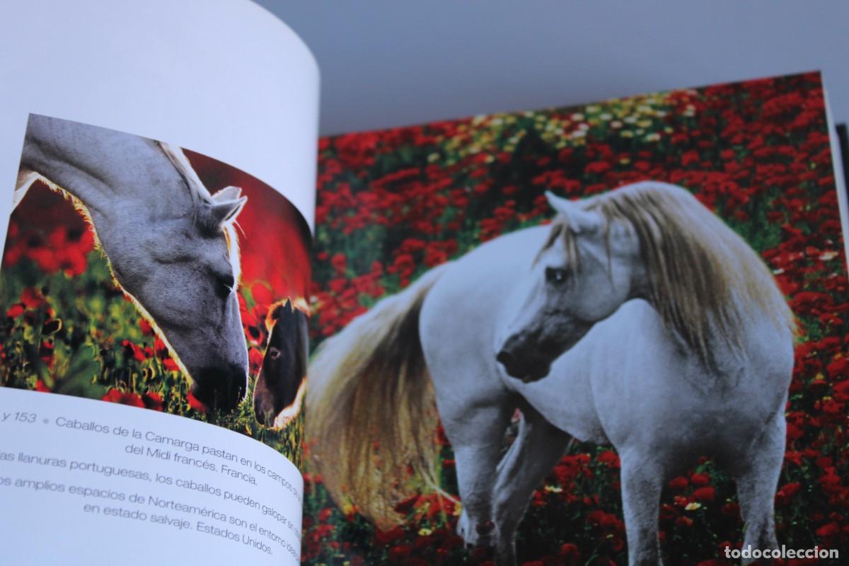Libros de segunda mano: CABALLOS / CUBE BOOK - Foto 4