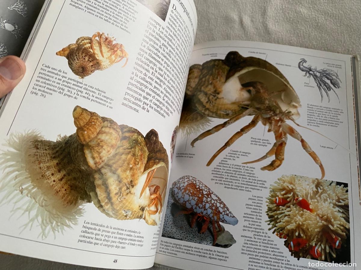 Libros de segunda mano: La orilla del mar la biblioteca visual altea - Foto 4