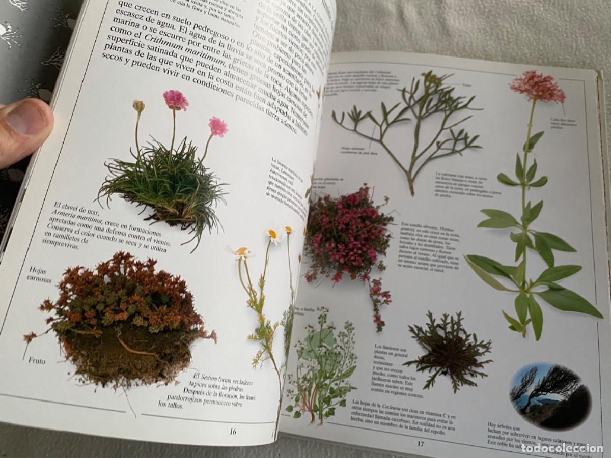 Libros de segunda mano: La orilla del mar la biblioteca visual altea - Foto 5