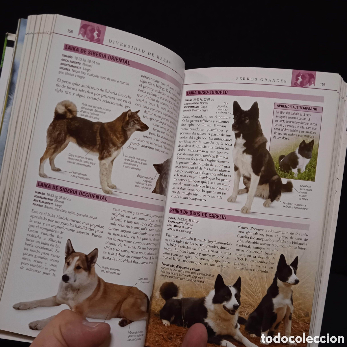 Libros de segunda mano: PERROS GU&Iacute;A VISUAL - BRUCE FOGLE - ESPASA 2006 #8225 - Foto 5