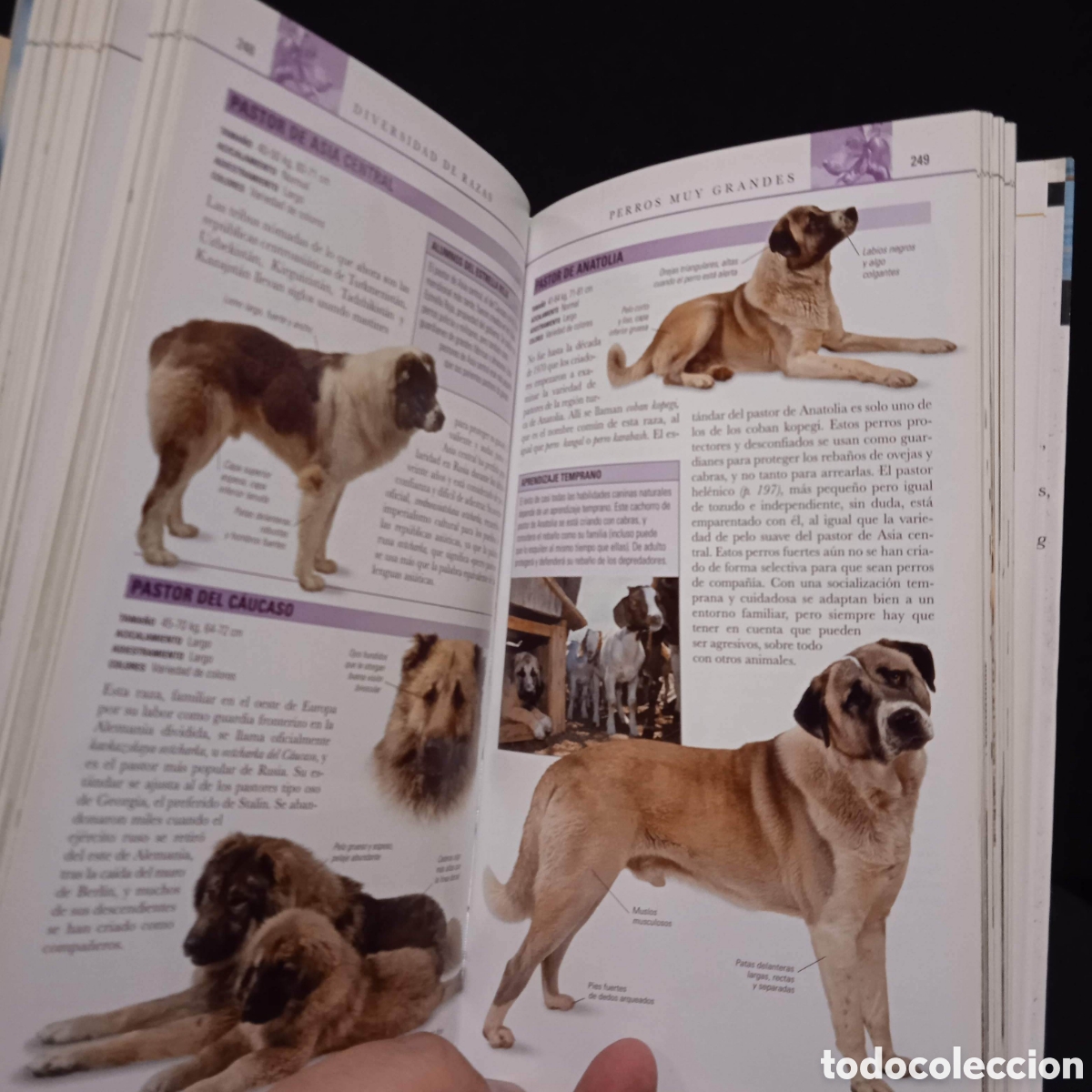 Libros de segunda mano: PERROS GU&Iacute;A VISUAL - BRUCE FOGLE - ESPASA 2006 #8225 - Foto 6