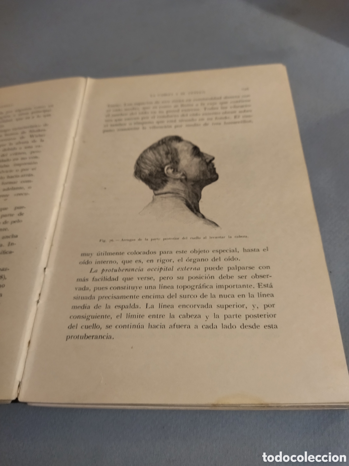 Libros de segunda mano: FRIPP THOMPSON : ANATOM&Iacute;A ART&Iacute;STICA (GILI, 1945) 3&ordf; edici&oacute;n - Foto 3