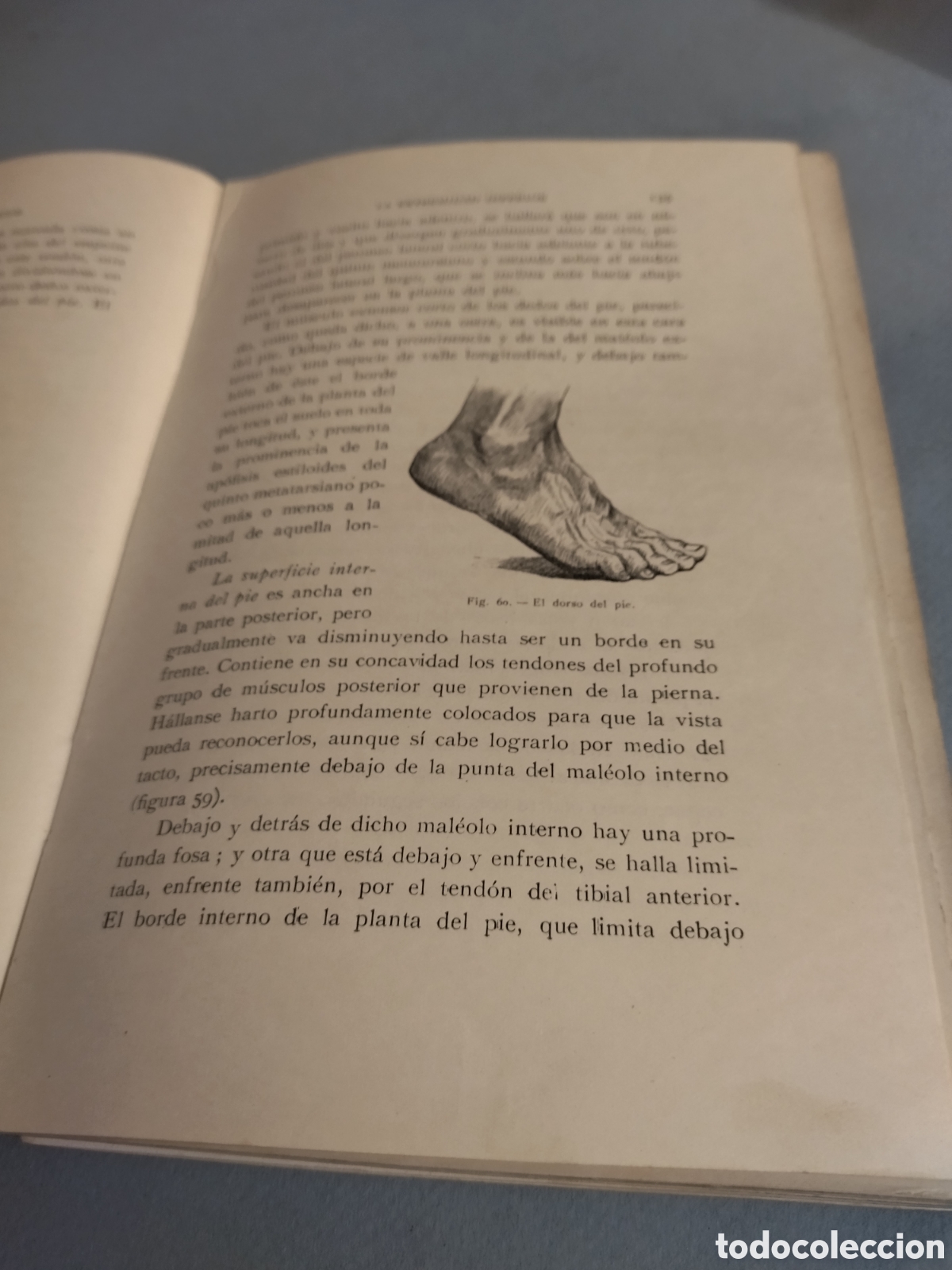 Libros de segunda mano: FRIPP THOMPSON : ANATOM&Iacute;A ART&Iacute;STICA (GILI, 1945) 3&ordf; edici&oacute;n - Foto 6