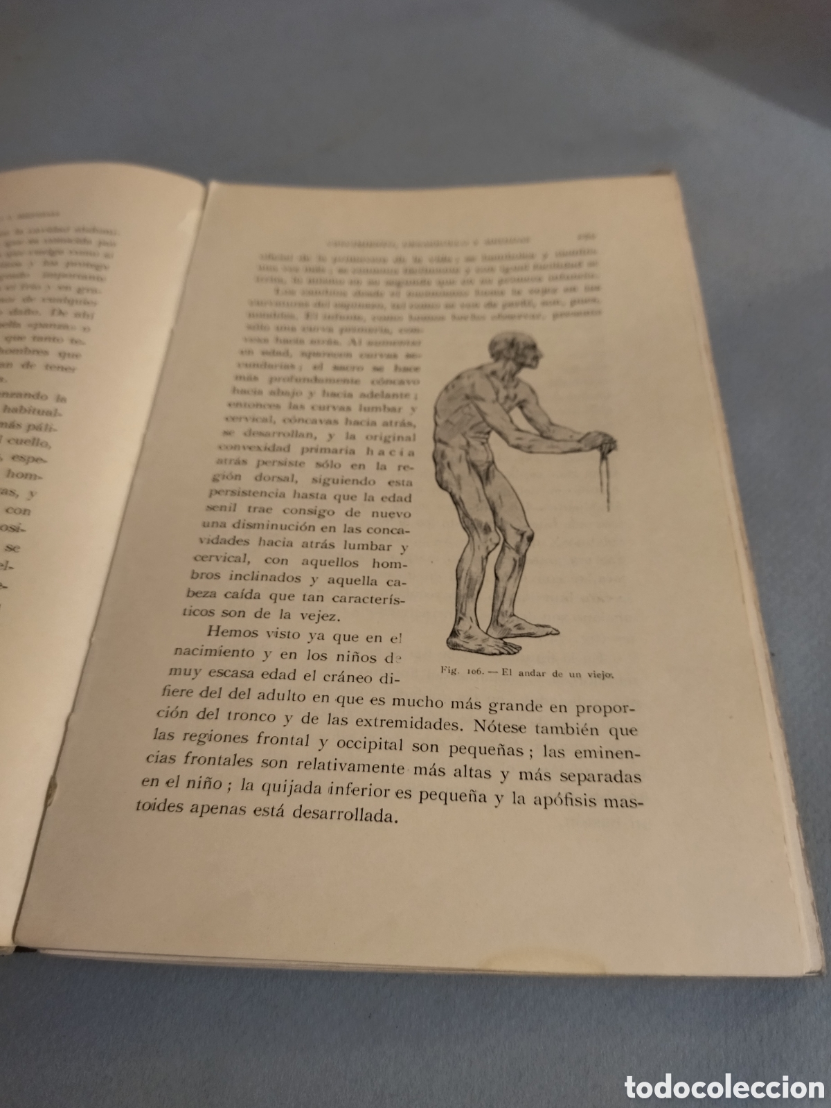 Libros de segunda mano: FRIPP THOMPSON : ANATOM&Iacute;A ART&Iacute;STICA (GILI, 1945) 3&ordf; edici&oacute;n - Foto 8