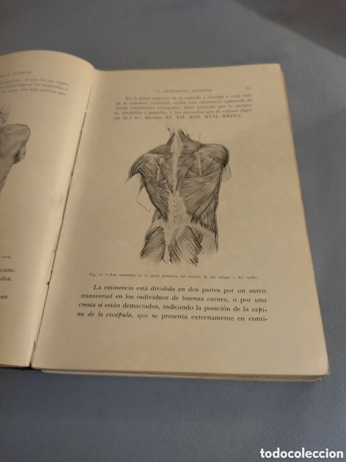 Libros de segunda mano: FRIPP THOMPSON : ANATOM&Iacute;A ART&Iacute;STICA (GILI, 1945) 3&ordf; edici&oacute;n - Foto 9