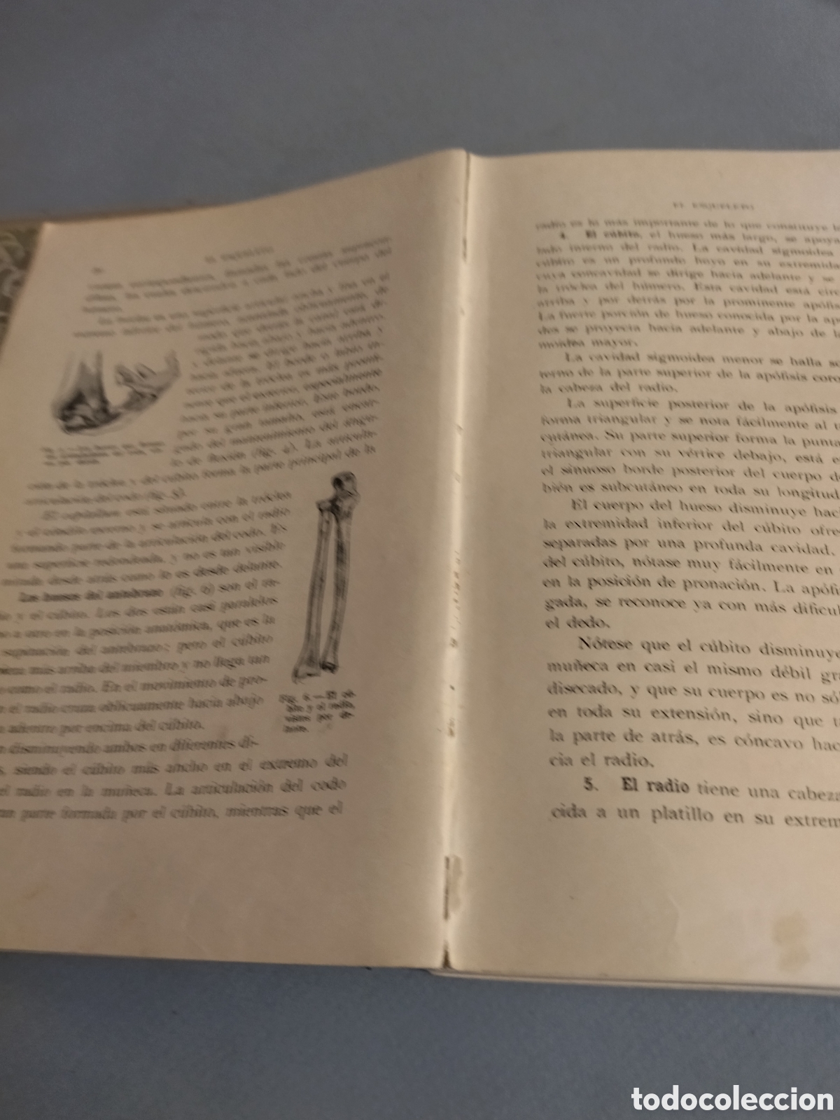 Libros de segunda mano: FRIPP THOMPSON : ANATOM&Iacute;A ART&Iacute;STICA (GILI, 1945) 3&ordf; edici&oacute;n - Foto 10