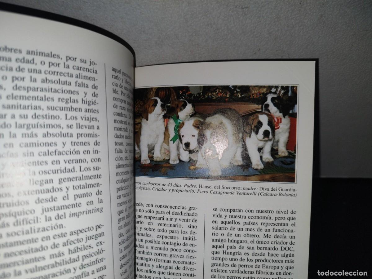 Libros de segunda mano: 84- PERROS DE RAZA. EL SAN BERNARDO - GIOVANNI MORSIANI - EDITORIALDE VECCHI - Foto 7