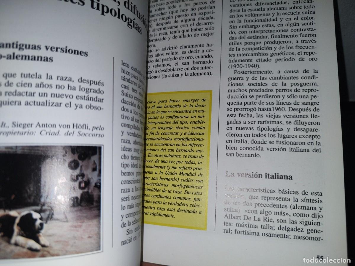 Libros de segunda mano: 84- PERROS DE RAZA. EL SAN BERNARDO - GIOVANNI MORSIANI - EDITORIALDE VECCHI - Foto 8