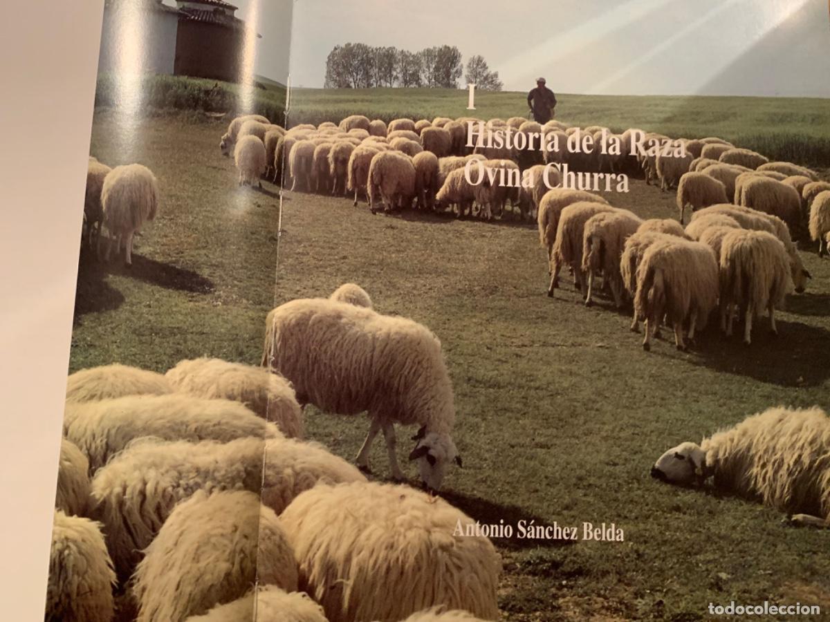 Libros de segunda mano: La raza churra en Castilla y Le&oacute;n (Bols 27) - Foto 3
